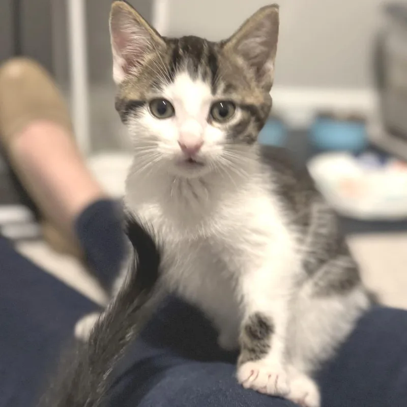 A baby small-sized male Brown / Chocolate Domestic Short Hair cat named Broken Compass for adoption in Fredericksburg, VA