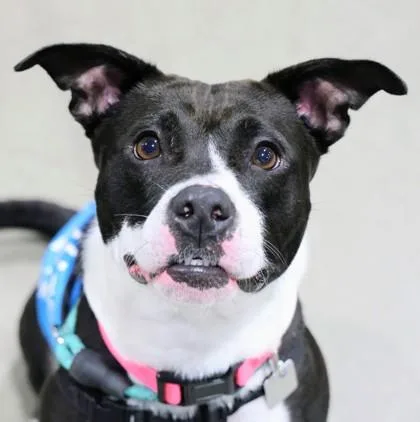 A young medium-sized female Black Mixed Breed dog named Sophia for adoption in Hamilton, OH
