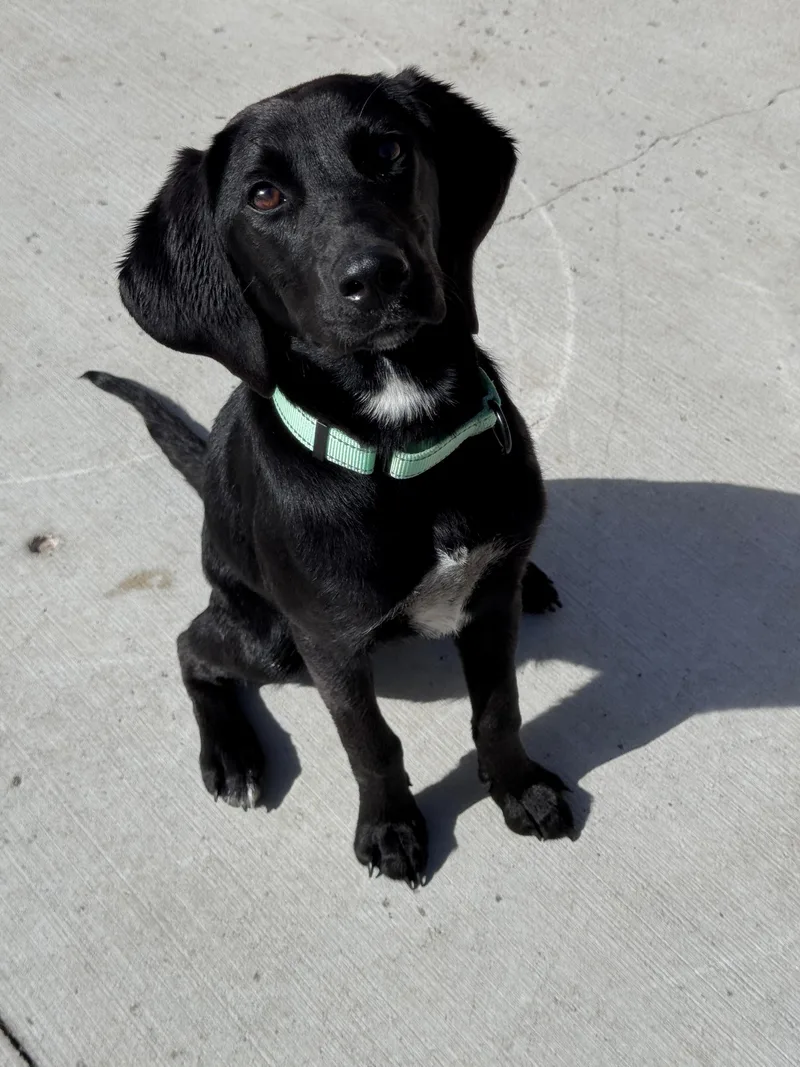 A baby medium-sized female Black Retriever dog named Rachel for adoption in Hackensack, MN
