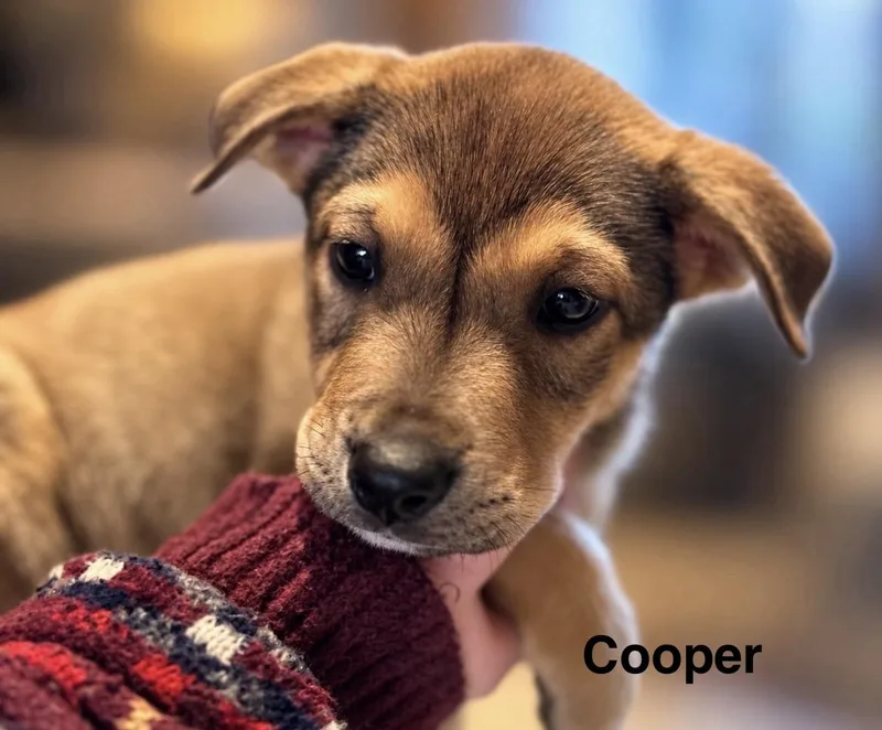 Cooper thumbnail 3