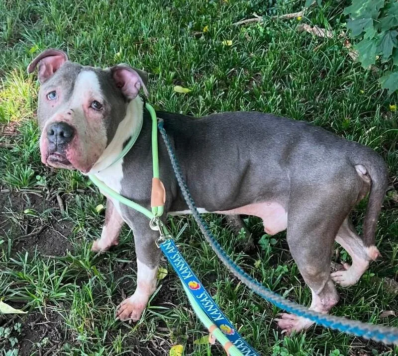 A senior large-sized male Gray / Blue / Silver Mixed Breed dog named Frank Gallagher for adoption in Cincinnati, OH