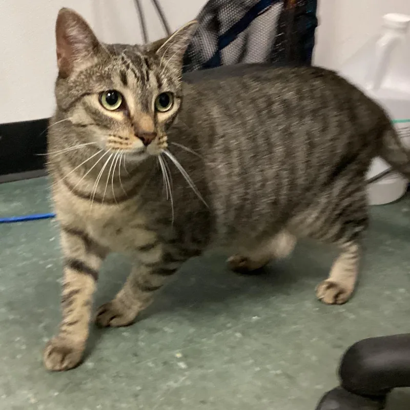 An adult large-sized female Domestic Short Hair cat named Monkey for adoption in Tampa, FL