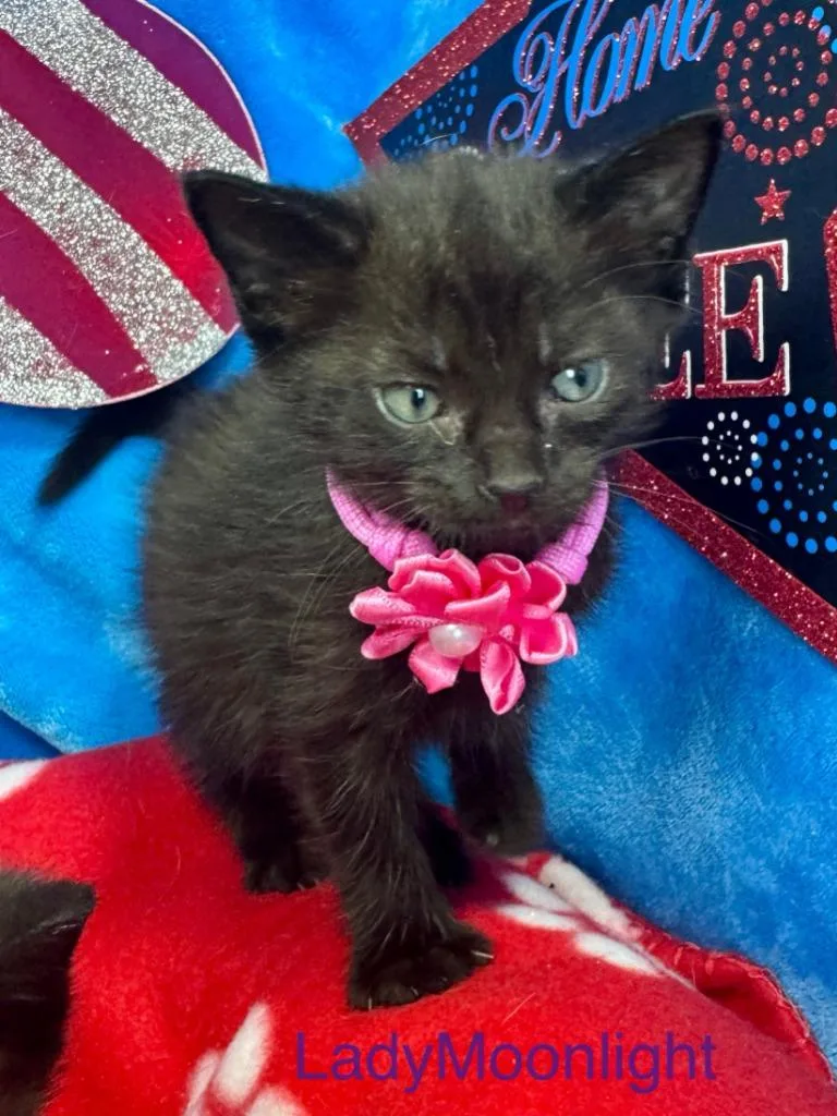 Lady Moonlight thumbnail 2