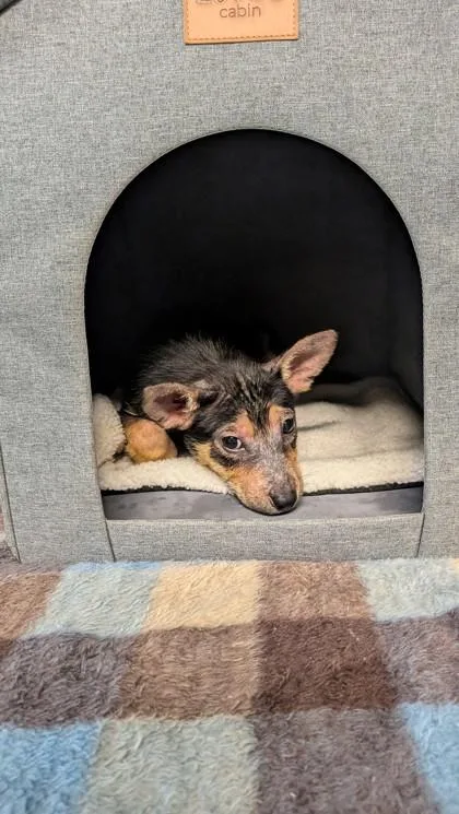 A baby medium-sized female Shepherd dog named Harribelle for adoption in Houston, TX