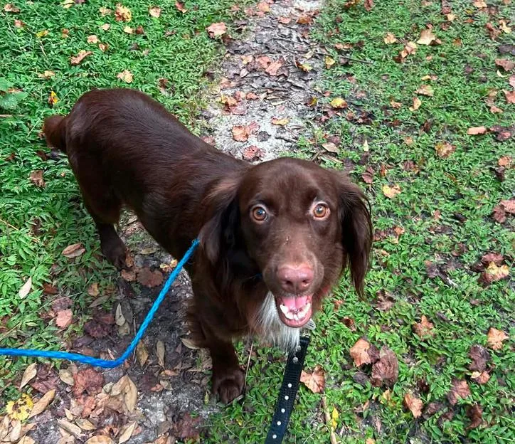 An adult medium-sized male Irish Setter dog named Cocoa for adoption in Osteen, FL