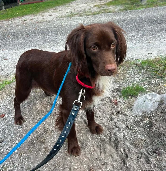 Cocoa thumbnail 3