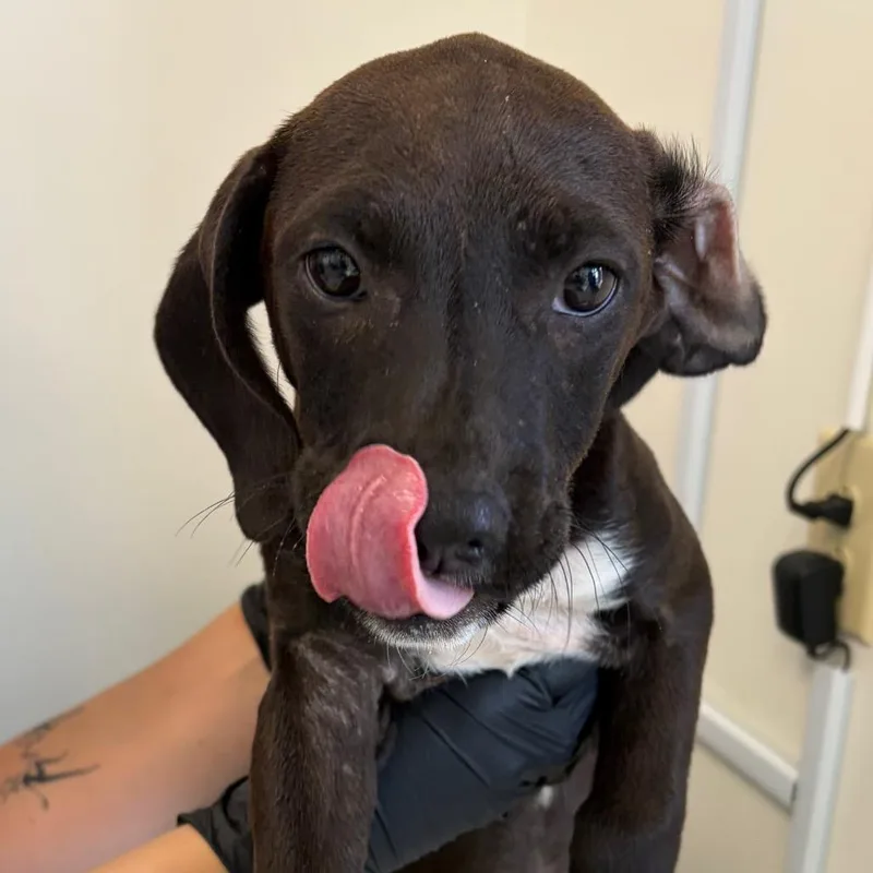 A baby small-sized female Brown / Chocolate Hound dog named Kia for adoption in Nashville, TN