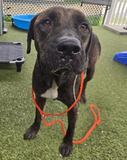 A young medium-sized female Plott Hound dog named Eliza for adoption in Olivette, MO