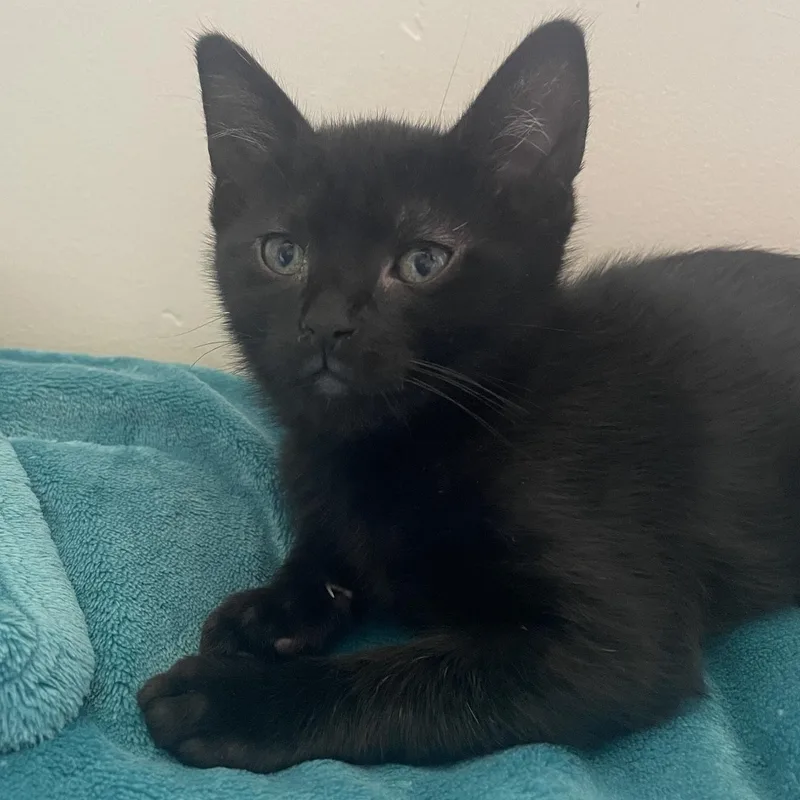 A baby small-sized female Black Domestic Medium Hair cat named Jinx for adoption in Santa Maria, CA