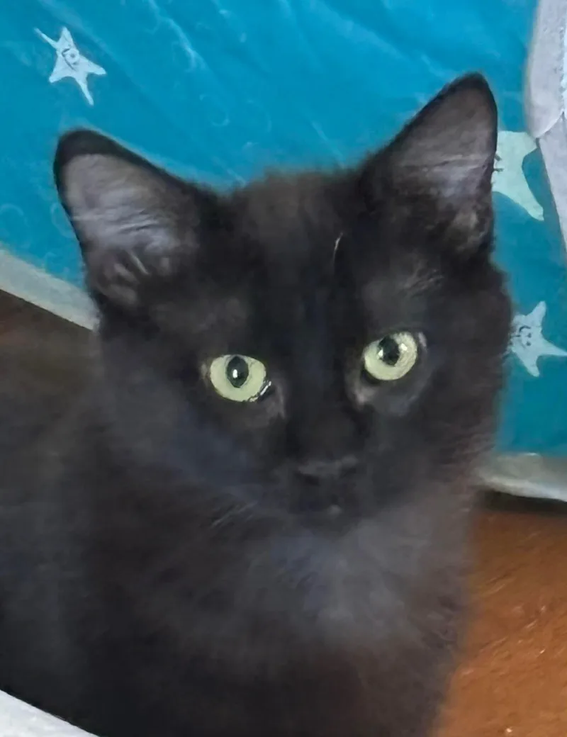 A young small-sized male Black Domestic Short Hair cat named Yuki for adoption in Webster City, IA