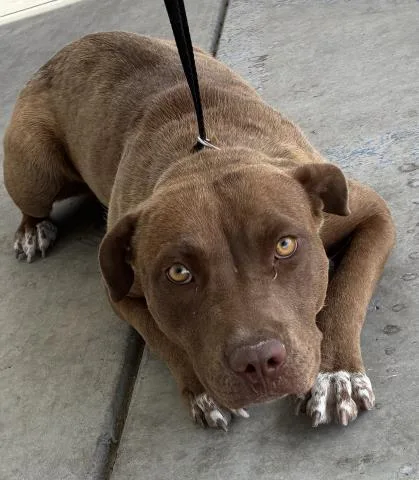 A young large-sized female Pit Bull Terrier dog named Elizabeth Blair for adoption in Bakersfield, CA