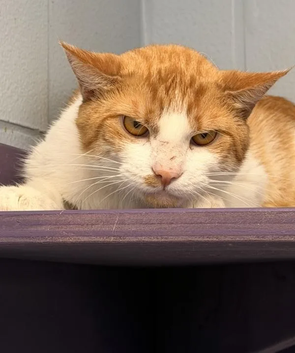 An adult medium-sized male Domestic Short Hair cat named Grilled Cheese Sammy for adoption in Canton, GA