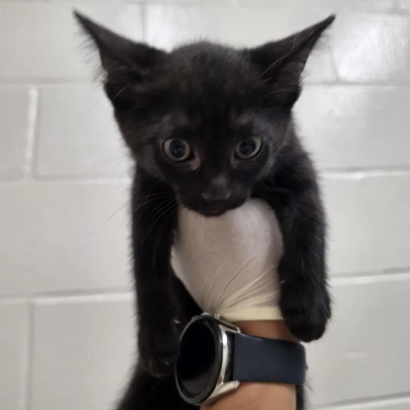 A young medium-sized female Domestic Short Hair cat named Astrid for adoption in Jacksonville, FL