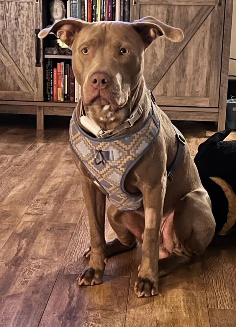 A young large-sized male Pit Bull Terrier dog named Spade for adoption in merrillville, IN
