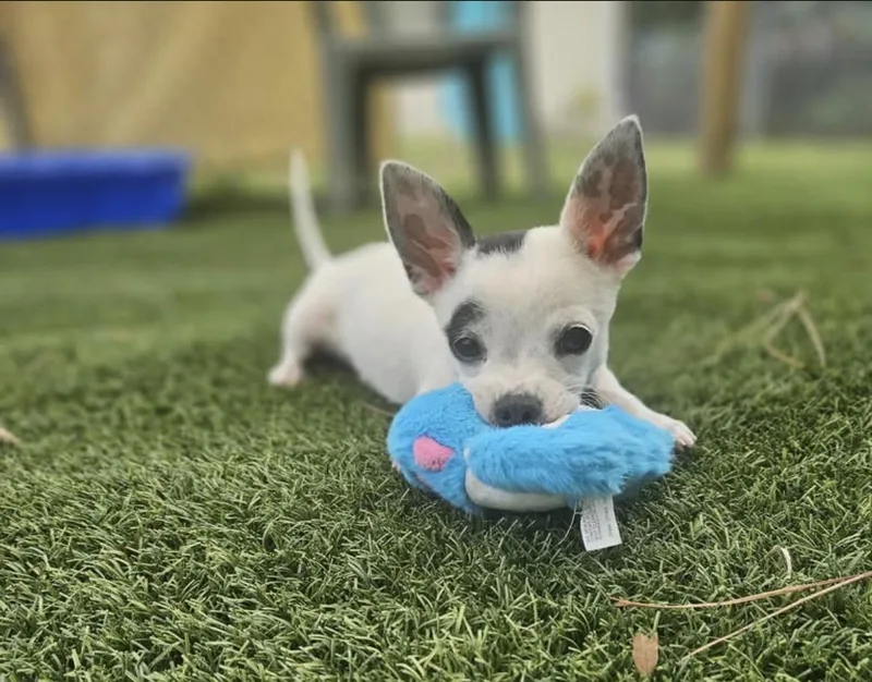 A baby small-sized male White / Cream Chihuahua dog named Colby for adoption in Ruskin, FL