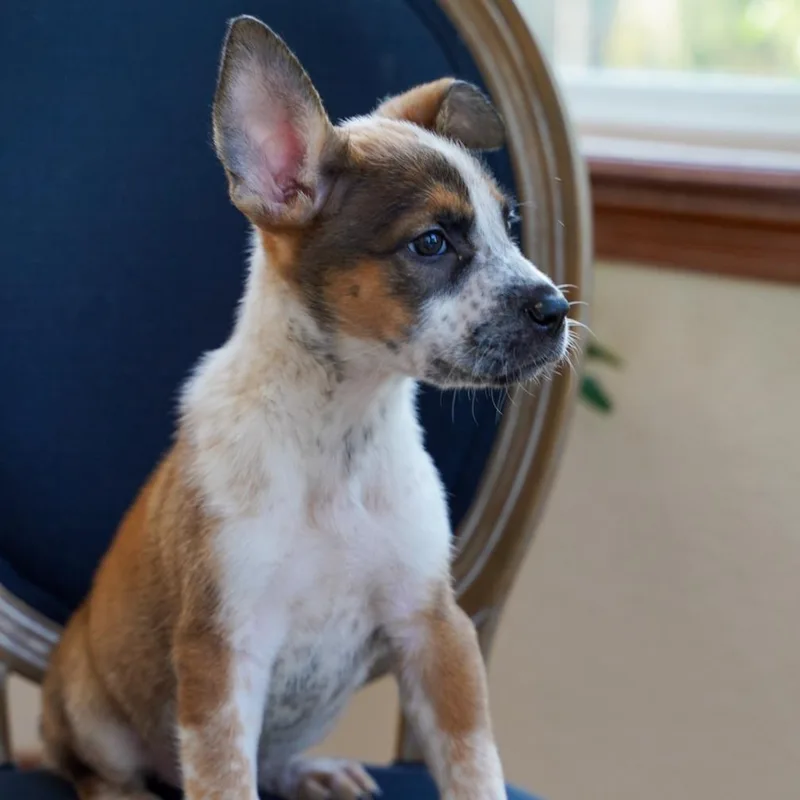 A baby medium-sized female Red / Chestnut / Orange Cattle Dog dog named Pixie for adoption in Fort Collins, CO