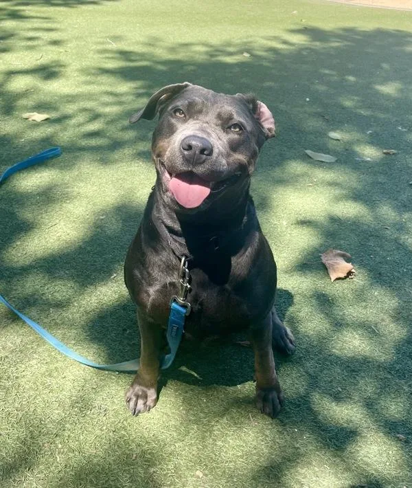 A young large-sized female Pit Bull Terrier dog named Doja for adoption in San Diego, CA