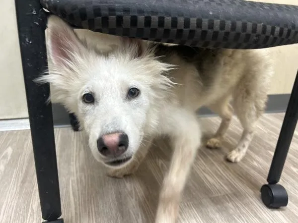 A young small-sized male Siberian Husky dog named Armadillo for adoption in Oceanside, CA