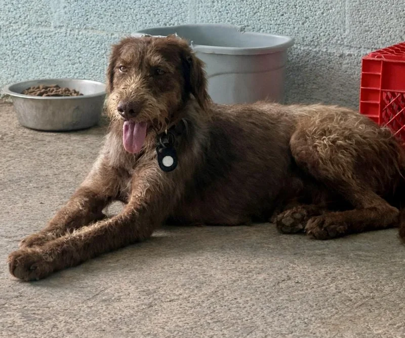 A young medium-sized female German Shorthaired Pointer dog named Aurora for adoption in Ewing, NJ