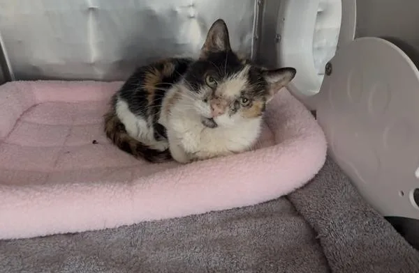 A senior medium-sized female Domestic Short Hair cat named Fontina for adoption in Staten Island, NY