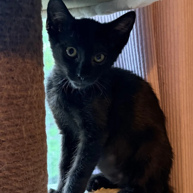 A baby medium-sized male Black Domestic Short Hair cat named Ziggy for adoption in San Diego, CA