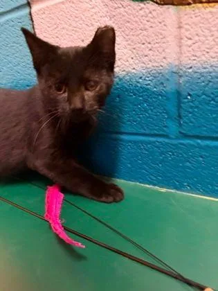 A baby small-sized male Domestic Short Hair cat named Beau for adoption in Williamsport, PA