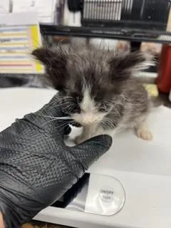 A baby small-sized female Domestic Short Hair cat named Twinkie for adoption in Stockton, CA