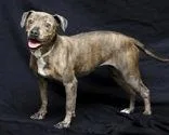 An adult medium-sized female Pit Bull Terrier dog named Carley for adoption in Cashiers, NC