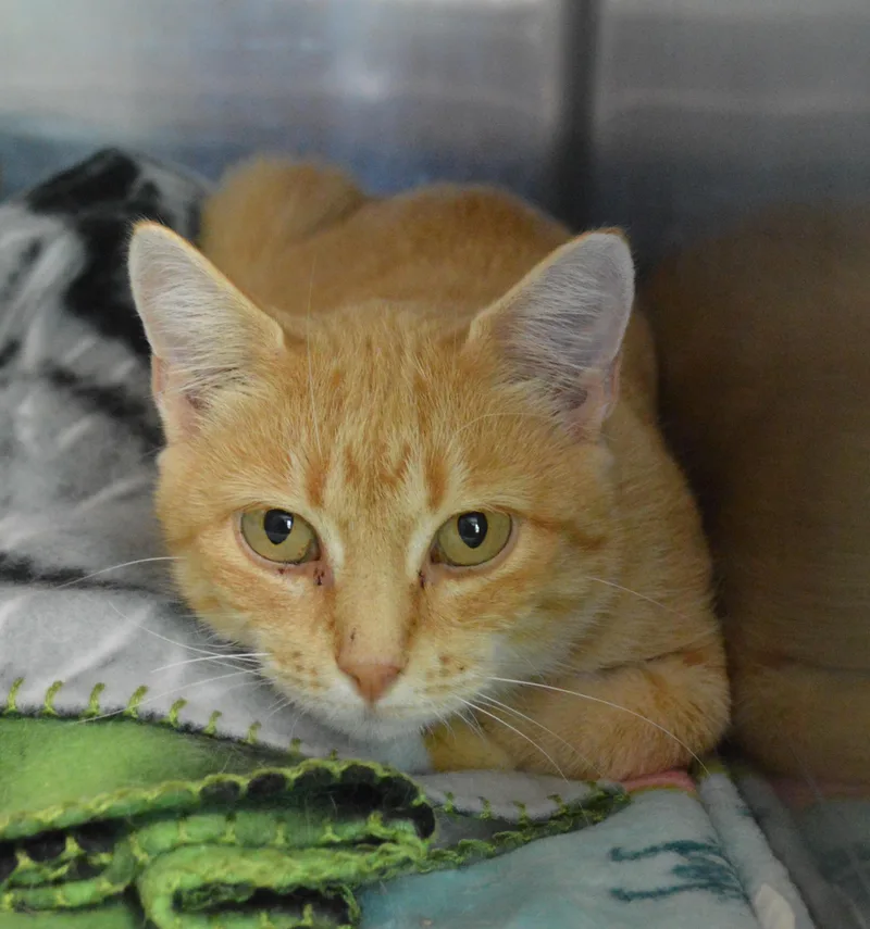 A young medium-sized female Domestic Short Hair cat named Sioux for adoption in House Springs, MO