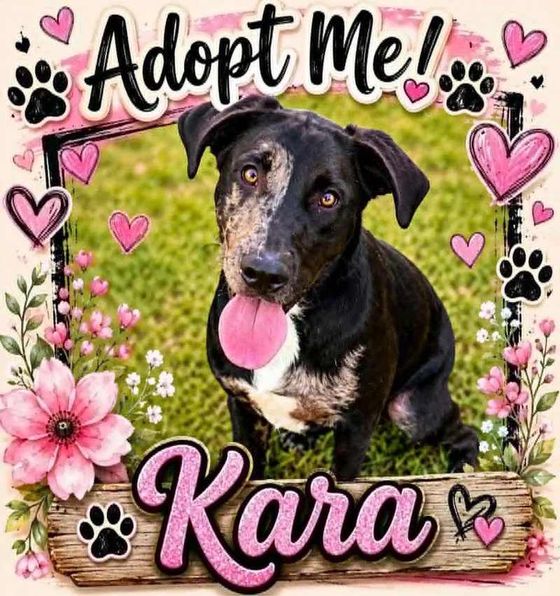 A young large-sized female Brindle Mixed Breed dog named Kara for adoption in Bowie, TX