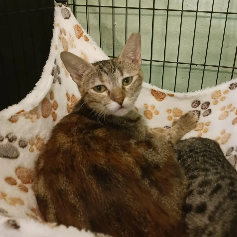 Lulu