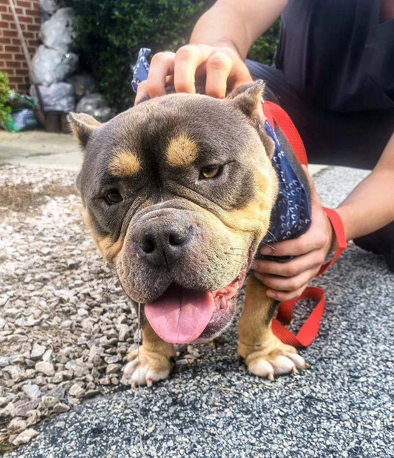 An adult medium-sized male Staffordshire Bull Terrier dog named Diesel for adoption in Raleigh, NC