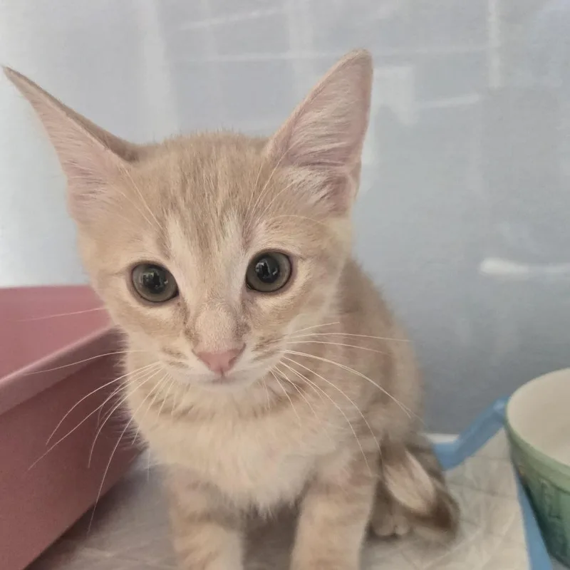 A baby small-sized male Orange / Red Domestic Short Hair cat named Dennis for adoption in Desert Hot Springs, CA