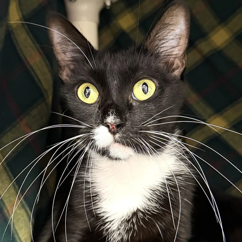 A young medium-sized female Black & White / Tuxedo Domestic Short Hair cat named Lacey for adoption in Cooperstown, NY
