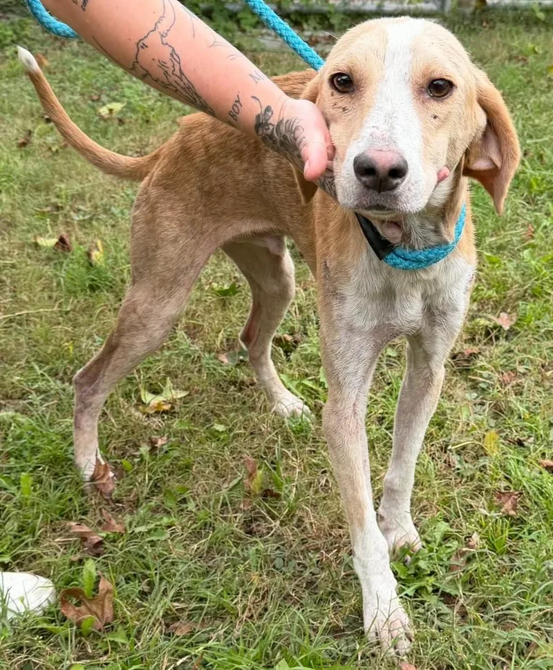 An adult medium-sized male Yellow / Tan / Blond / Fawn Hound dog named Landon for adoption in North Myrtle Beach, SC