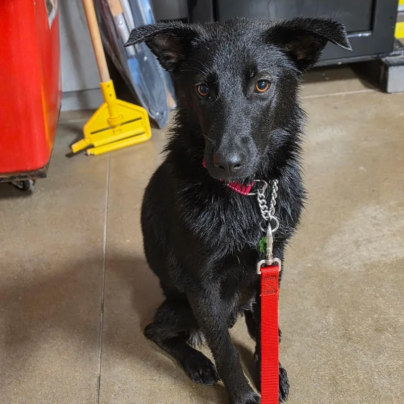 A young medium-sized male Black Mixed Breed dog named Coach for adoption in Bismarck, ND