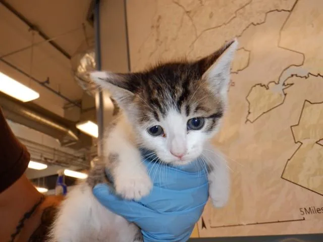 A baby small-sized male Domestic Short Hair cat named Noel for adoption in San Jose, CA