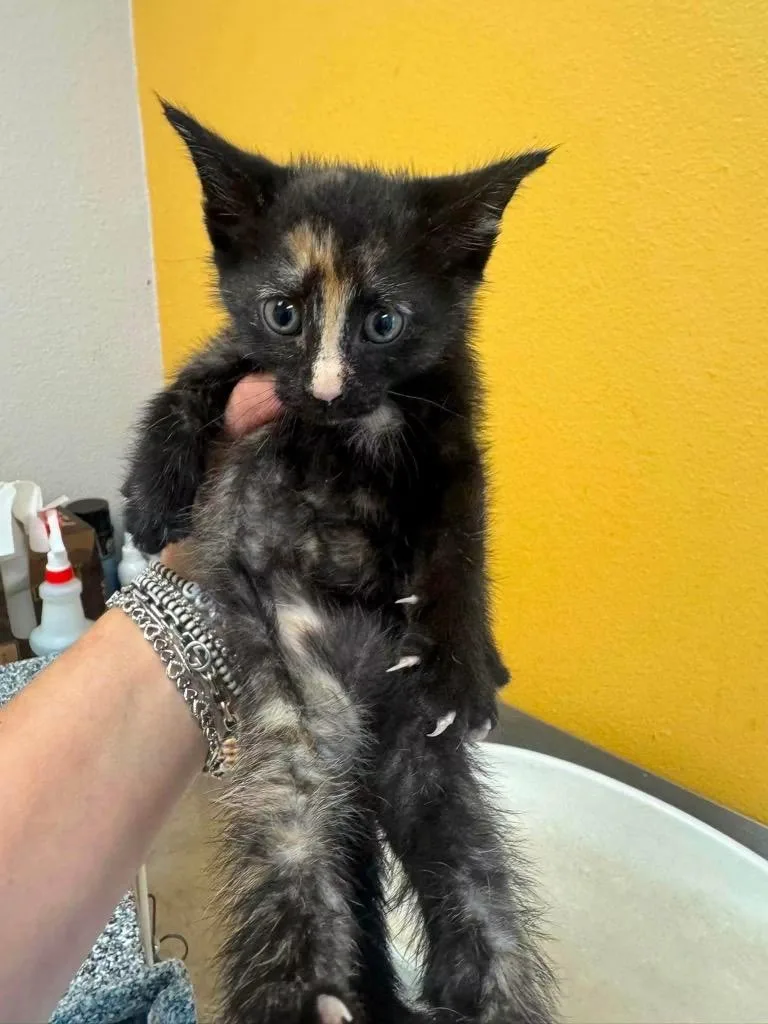 A baby small-sized female Domestic Short Hair cat named Scarlett for adoption in Lewisville, TX
