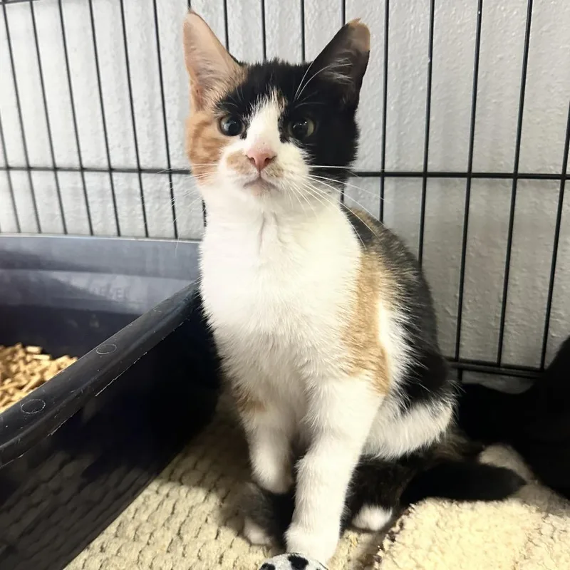 A baby small-sized female Calico Domestic Short Hair cat named Hippie LR for adoption in Union, MO