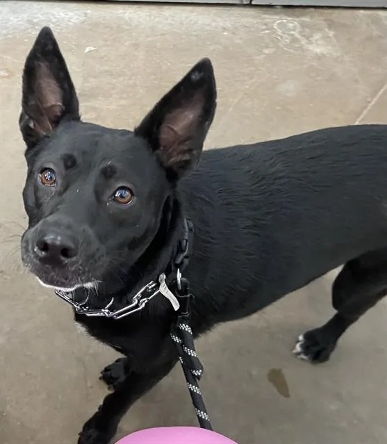 A young medium-sized female Mixed Breed dog named Jenny for adoption in Dallas, TX