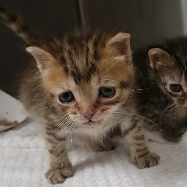 A baby small-sized male Domestic Short Hair cat named Slice for adoption in Charlotte, NC