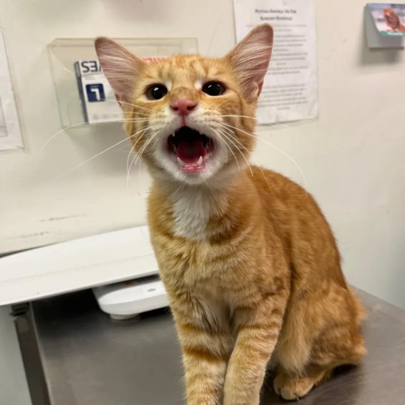 A young medium-sized male Orange / Red Domestic Medium Hair cat named Uncle Fester for adoption in Charleston, WV