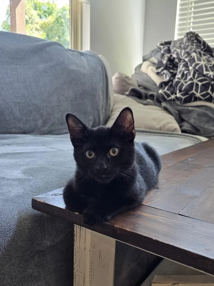 A baby small-sized male Black Domestic Short Hair cat named Levi for adoption in Dallas, TX