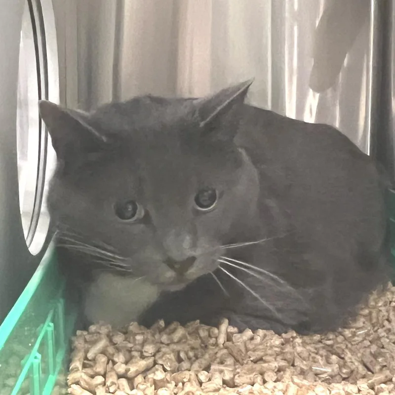 An adult extra large-sized male Gray / Blue / Silver Domestic Short Hair cat named Oliver for adoption in Port Townsend, WA
