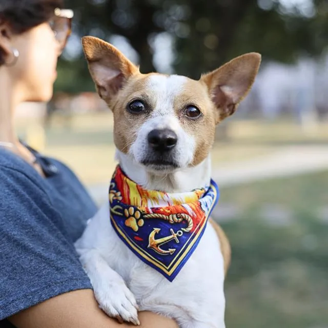 An adult small-sized male Terrier dog named Jack for adoption in San Antonio, TX