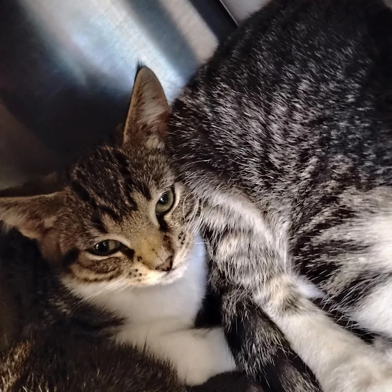 A baby small-sized female Brown / Chocolate Domestic Short Hair cat named Corn Nugget for adoption in Newark, DE