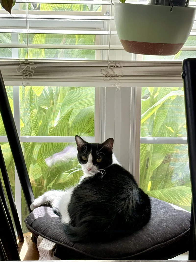 A young medium-sized female Tuxedo cat named Olive for adoption in Keller, TX