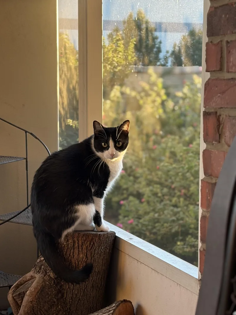 Olive thumbnail 4