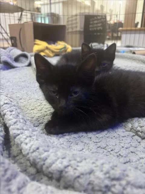 A baby small-sized female Domestic Short Hair cat named Boggle for adoption in Chapel Hill, NC
