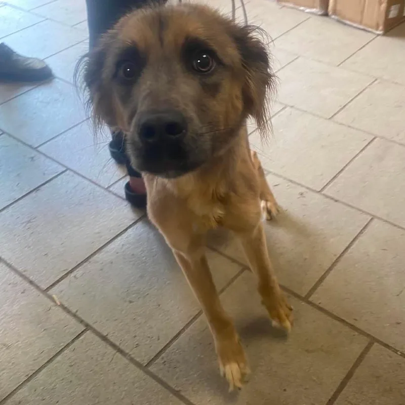 An adult small-sized female Brown / Chocolate Mixed Breed dog named Samantha Stray Hold for adoption in Huntington, WV